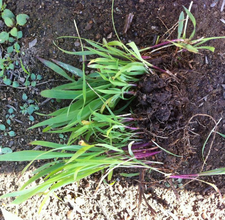 長沙東日?qǐng)@林工程有限公司,長沙園林綠化工程,長沙綠化養(yǎng)護(hù)管理 長沙東日?qǐng)@林工程有限公司,長沙園林綠化工程,長沙綠化養(yǎng)護(hù)管理